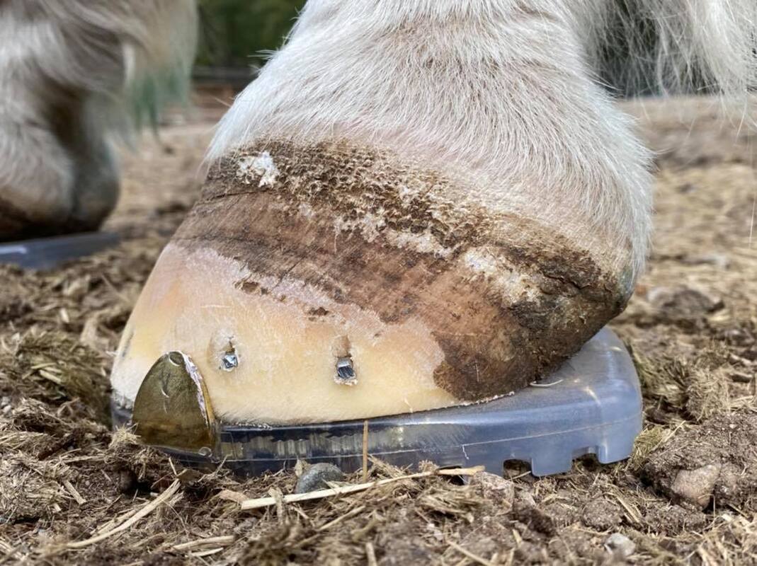 Poor Hoof Conformation – The Horse's Advocate