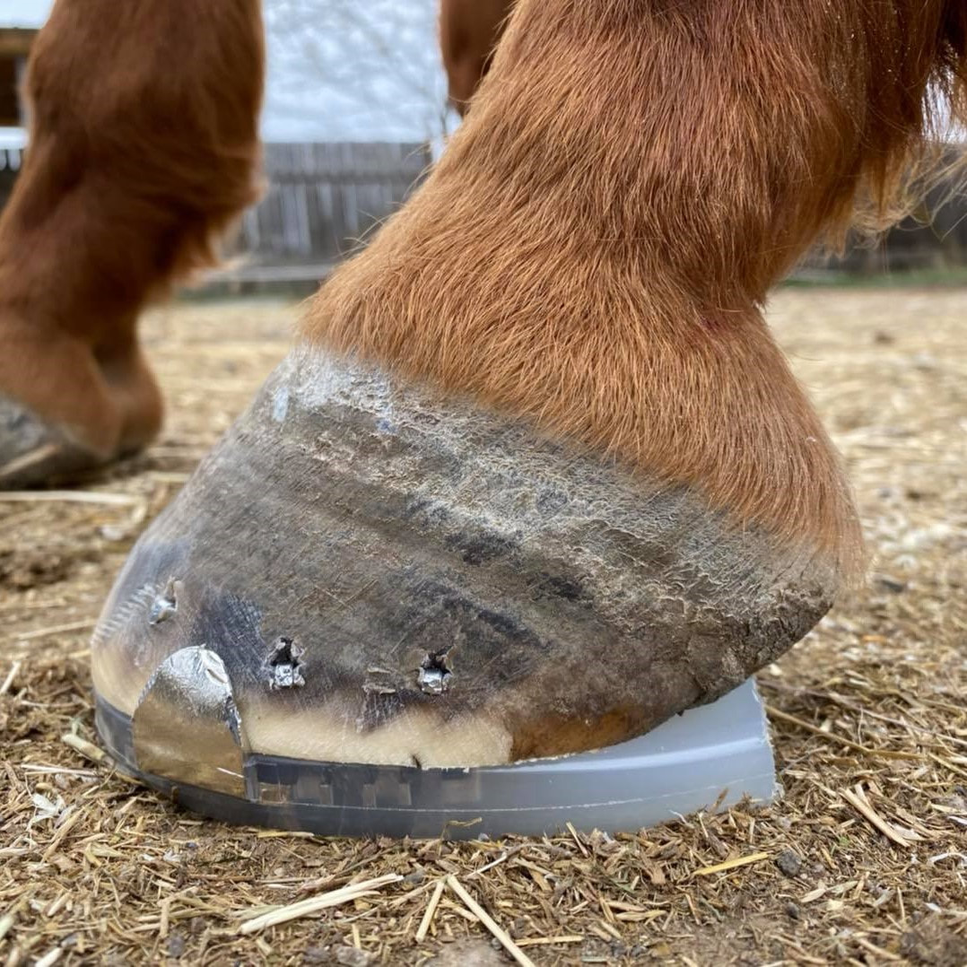 Hoof Care for EMS Horses – The Horse