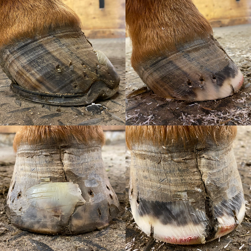 Using Composite Horseshoes - Okanagan School of Natural Hoof Care