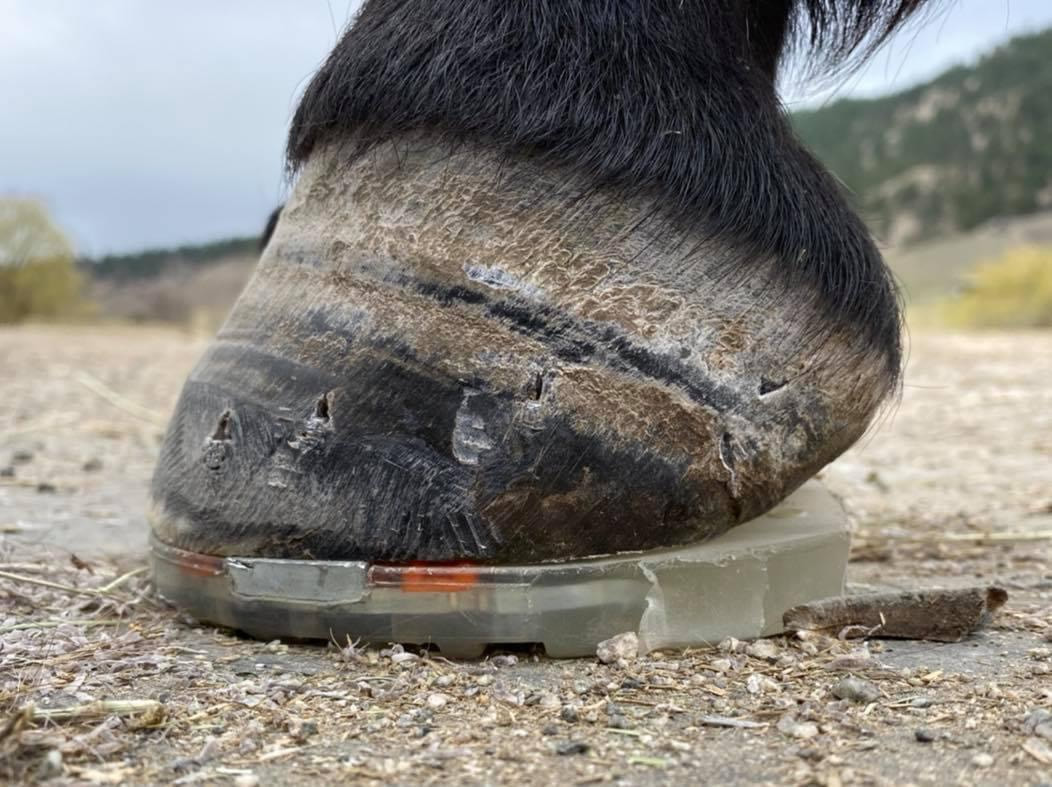 Managing Our Way Into Hoof Trouble? - The Chronicle of the Horse