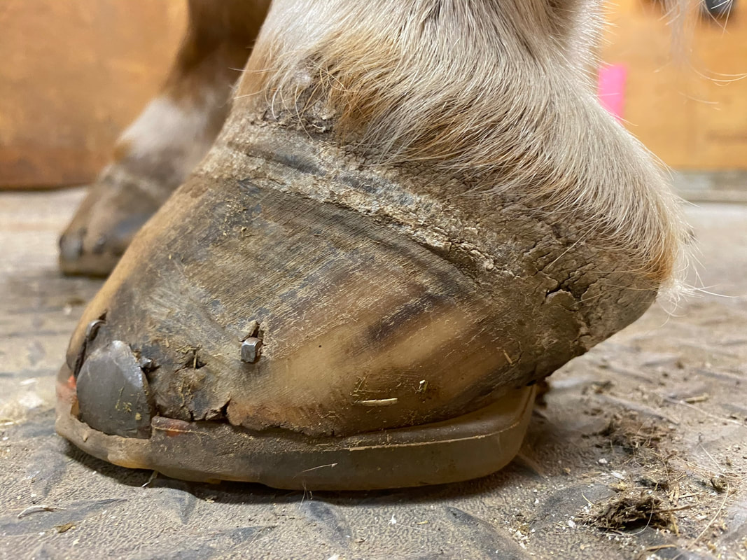 The dangers of overreach and strike injuries in horses *H&H Plus*