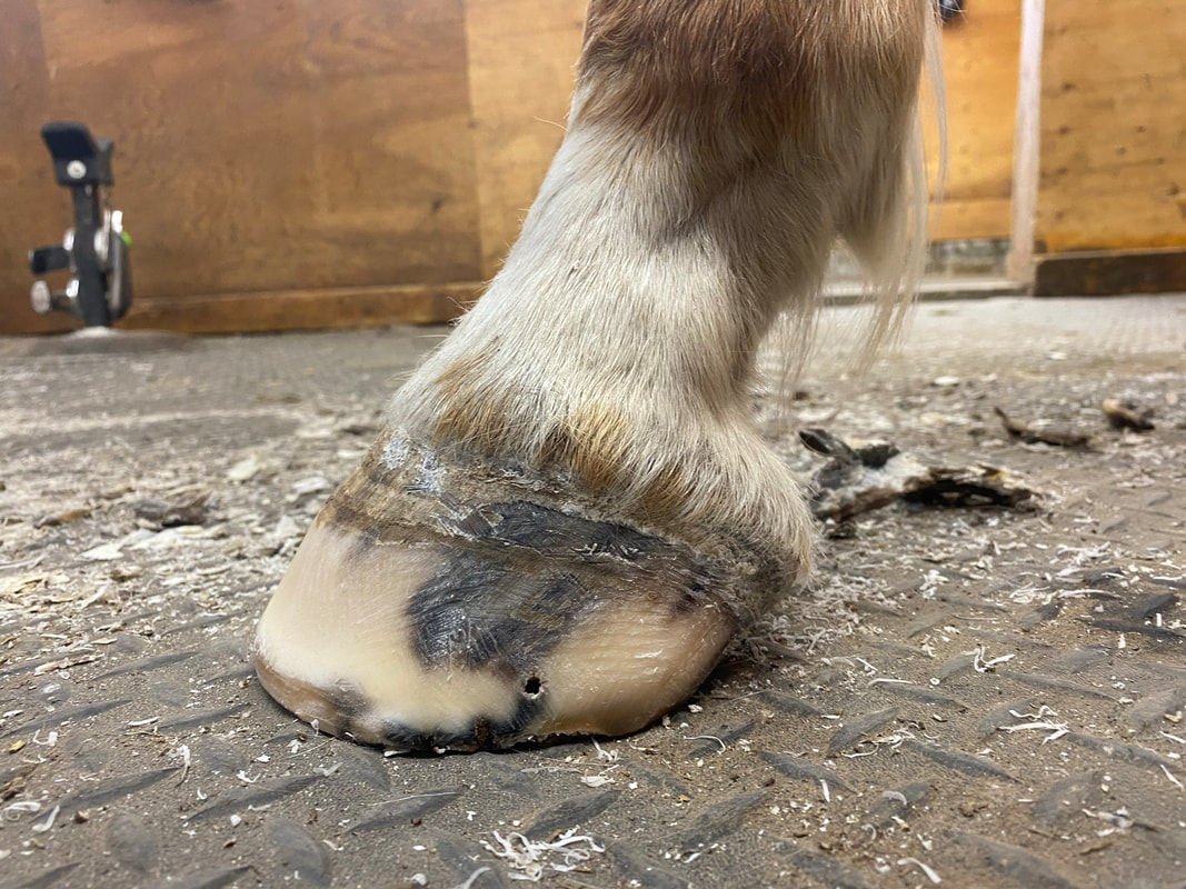 Tomas G. Teskey Veterinary Insights - FRONT FOOT: Under-run, crushed heels,  collapsed arch, laminitis, and hoof wall disease all obvious here. REAR  FOOT: Healthy | Facebook