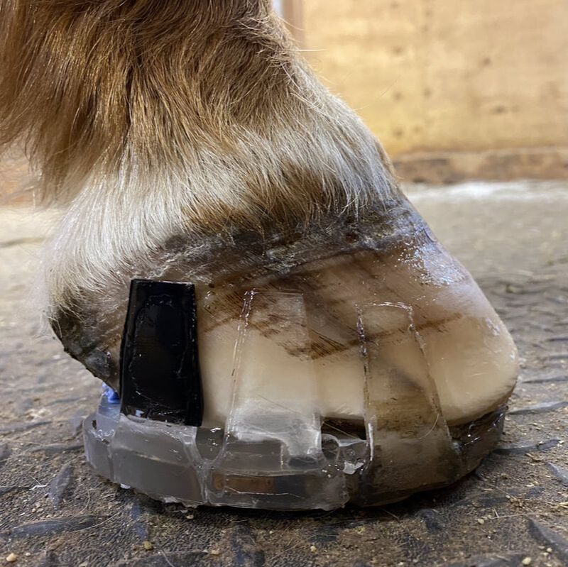 The Body's Role in Hoof Issues – The Humble Hoof